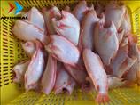 Red Tilapia - HGT - Size 200.400