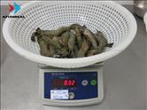 Black Tiger - HOSO - Semi IQF - Size 16/20 - 80%NW - Pack 1KG - Checking Weigh after Defrosted