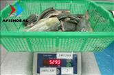 Mahi Mahi - Portion - Size 140/160 - 100%NW - Bag 5KG - Checking Net Weight after Defrosted 