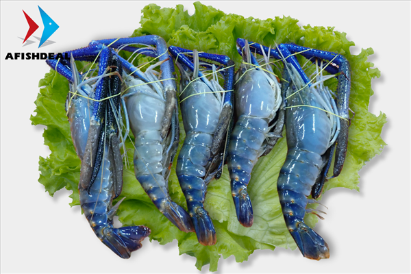 Freshwater Shrimp (Scampi)