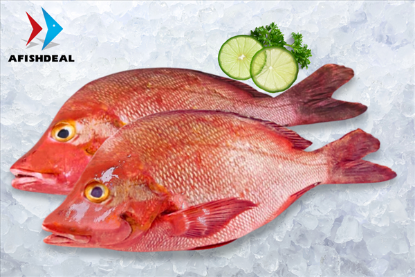 Red Snapper