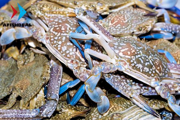 Swimming Crab